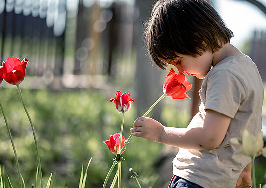 Ein Bub befindet sich auf einer Wiese und riecht dabei an einer Blume