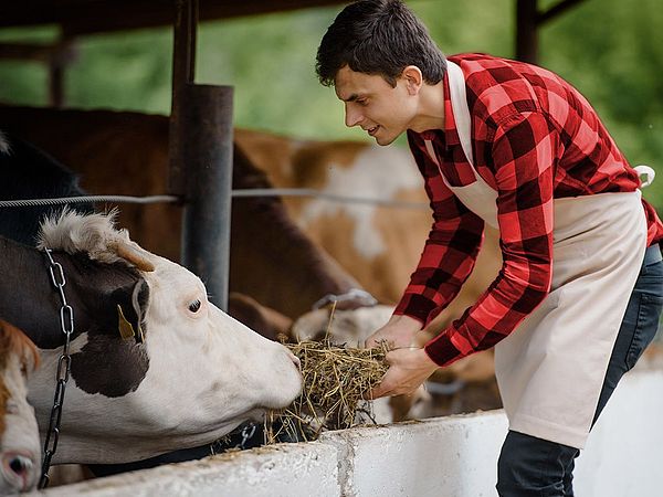 Ein junger Landwirt befindet sich im Stall und füttert dabei Kühe mit Heu