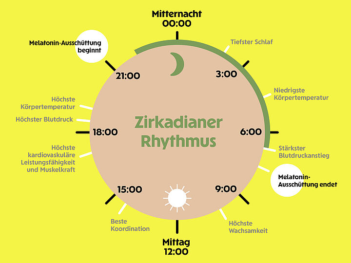 Eine kreisförmige Infografik zum zirkadianen Rhythmus zeigt den 24-Stunden-Verlauf der inneren Uhr mit biologischen Phasen wie Schlaf, Blutdruckspitzen und der Melatonin-Ausschüttung auf gelbem Hintergrund.