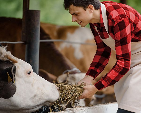 •	Ein junger Landwirt befindet sich im Stall und füttert dabei Kühe mit Heu