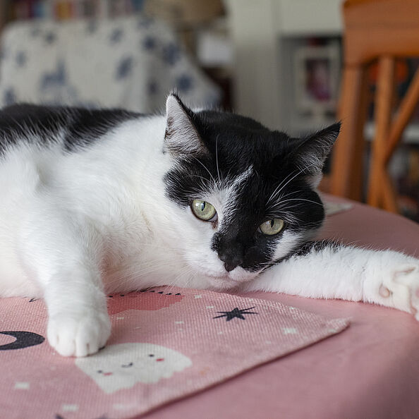 Eine schwarz-weiße Katze liegt auf einem Tisch mit rosa Tischtuch, schaut in die Kamera und streckt die weiße Pfote aus.